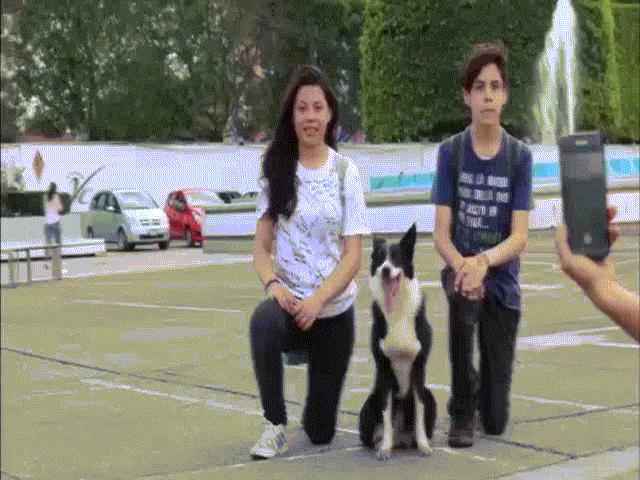 Bạn trẻ - Cuộc sống - Chú chó có sở thích "sống ảo" không thể chất hơn