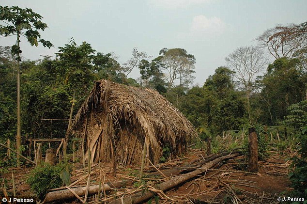 Video về người sống sót duy nhất của bộ lạc Amazon bị sát hại - 1
