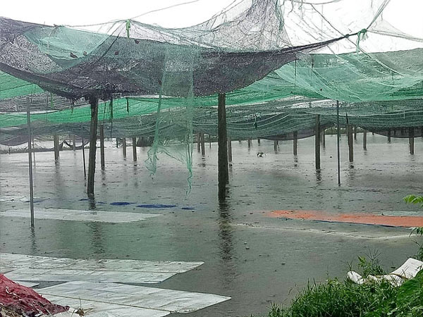 Nghệ An: Mưa lớn, ngập lụt, dân vớt rau bỏ đi, ở chợ giá đắt gấp 3 - 1