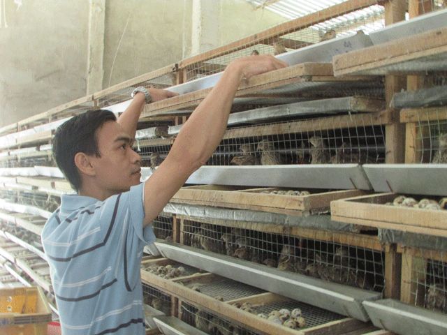 Ăn chắc hơn 100 triệu đồng/năm từ loài chim be bé mà đẻ khỏe - 1