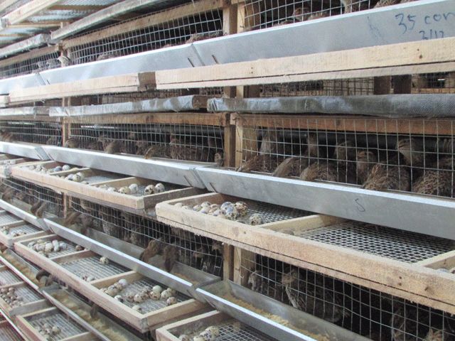 Ăn chắc hơn 100 triệu đồng/năm từ loài chim be bé mà đẻ khỏe - 2