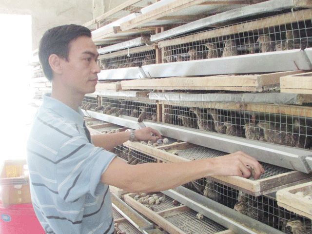 Ăn chắc hơn 100 triệu đồng/năm từ loài chim be bé mà đẻ khỏe - 3