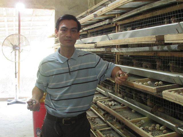 Ăn chắc hơn 100 triệu đồng/năm từ loài chim be bé mà đẻ khỏe - 4