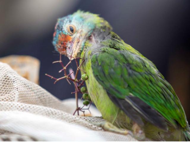 Thị trường - Tiêu dùng - Phiên chợ bán những “nghệ sĩ rừng xanh” nơi phố núi