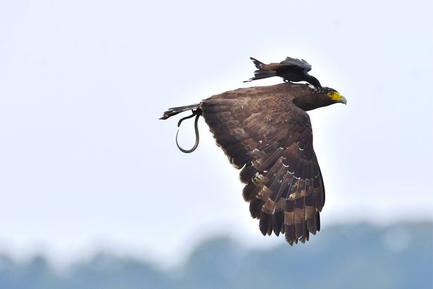 Ảnh đẹp: Chèo bẻo cả gan đuổi theo, cưỡi trên lưng đại bàng đang bay - 4