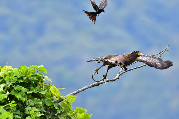 Ảnh đẹp: Chèo bẻo cả gan đuổi theo, cưỡi trên lưng đại bàng đang bay - 2