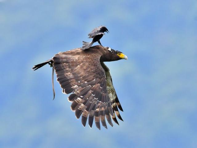 Thế giới - Ảnh đẹp: Chèo bẻo cả gan đuổi theo, cưỡi trên lưng đại bàng đang bay