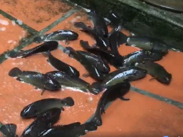 Lạ: Đàn cá rô lúc nhúc trên sân nhà giữa phố Hải Phòng
