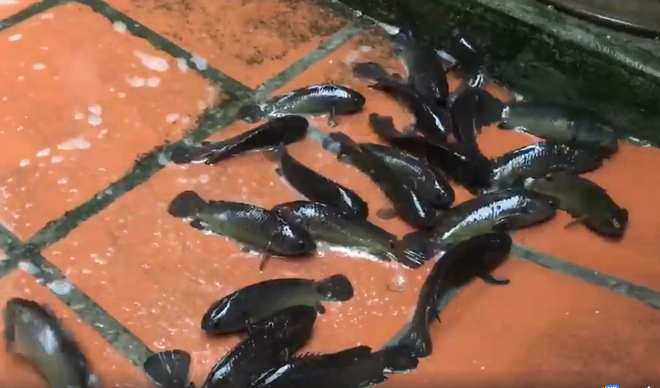 Lạ: Đàn cá rô lúc nhúc trên sân nhà giữa phố Hải Phòng - 1