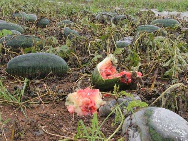 Thị trường - Tiêu dùng - Dưa hấu thối rữa sau mưa lũ, nông dân đành cho bò ăn