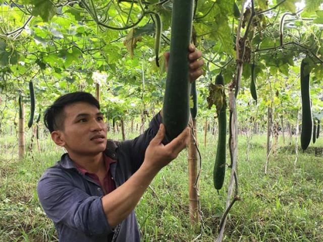 Thị trường - Tiêu dùng - Trồng 1 ha bí xanh quả dài "ngoẵng", trai Thái lãi 100 triệu đồng