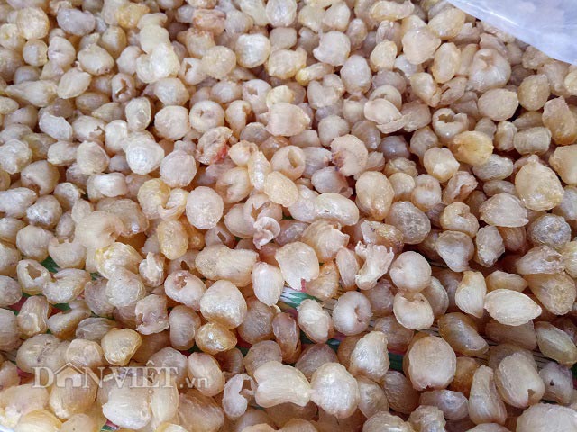 Bán với giá cả trăm nghìn/kg nhờ biến &#34;bạch ngọc&#34; thành long nhãn - 10