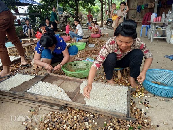 Bán với giá cả trăm nghìn/kg nhờ biến &#34;bạch ngọc&#34; thành long nhãn - 2