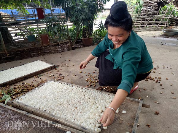 Bán với giá cả trăm nghìn/kg nhờ biến &#34;bạch ngọc&#34; thành long nhãn - 5