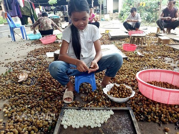 Bán với giá cả trăm nghìn/kg nhờ biến &#34;bạch ngọc&#34; thành long nhãn - 7