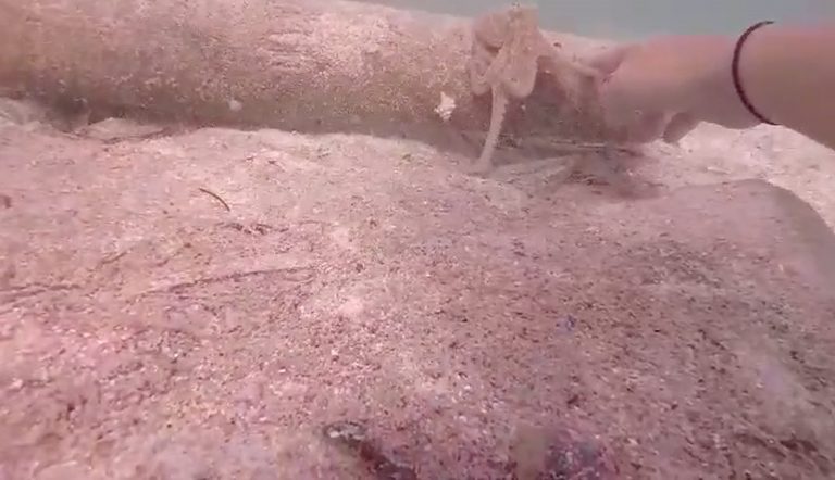 Video: Chưa từng thấy con bạch tuộc nào khôn như con này - 1