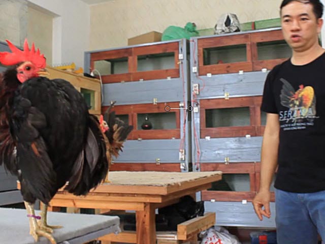 Media - Thú chơi gà chục triệu đồng của dân TP.HCM