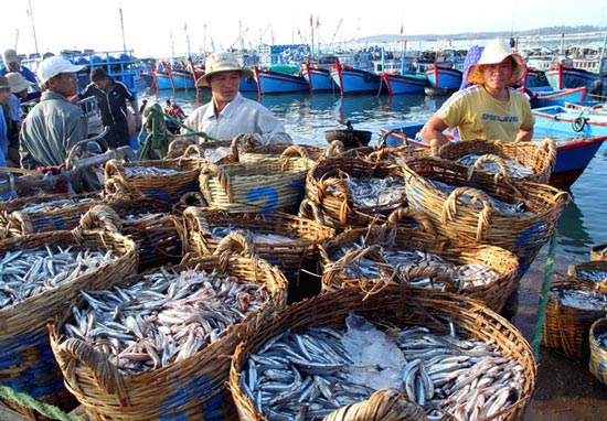 Ngư dân Ninh Thuận với những chuyến biển đầy ắp cá - 1