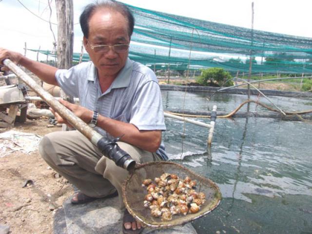 Thị trường - Tiêu dùng - Nuôi loài “ốc phá sản”, lão nông vẫn thu tiền tỷ mỗi năm