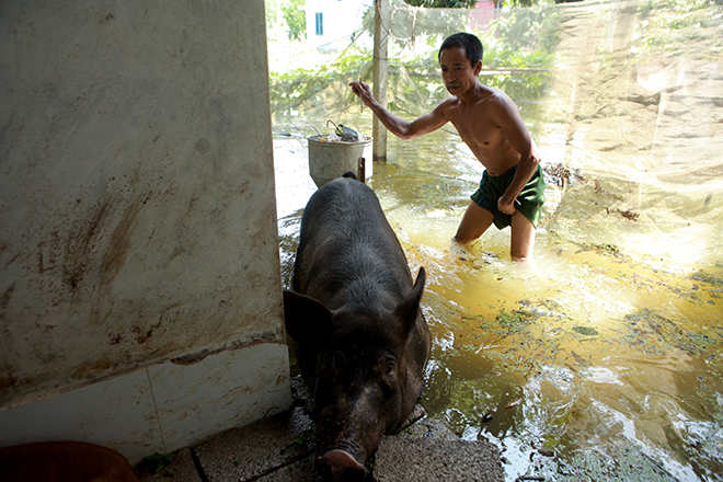 Hà Nội: Nước ngập ngấp nghé mái nhà, người dân sống cùng gà lợn - 12