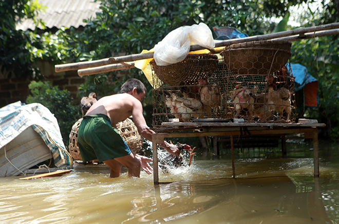 Hà Nội: Nước ngập ngấp nghé mái nhà, người dân sống cùng gà lợn - 10
