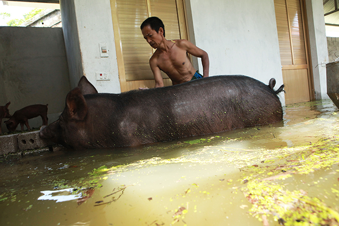 Hà Nội: Nước ngập ngấp nghé mái nhà, người dân sống cùng gà lợn - 13