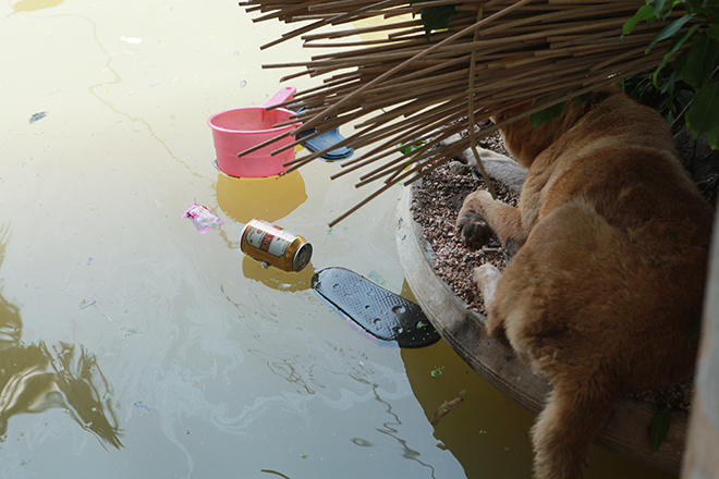 Hà Nội: Nước ngập ngấp nghé mái nhà, người dân sống cùng gà lợn - 11