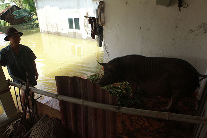 Hà Nội: Nước ngập ngấp nghé mái nhà, người dân sống cùng gà lợn - 15