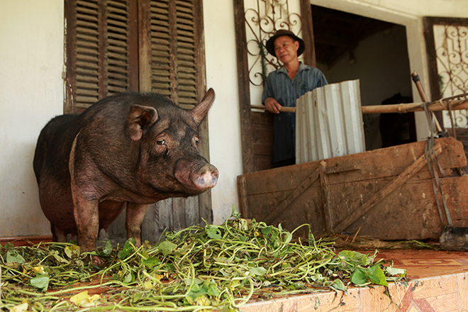 Hà Nội: Nước ngập ngấp nghé mái nhà, người dân sống cùng gà lợn - 16