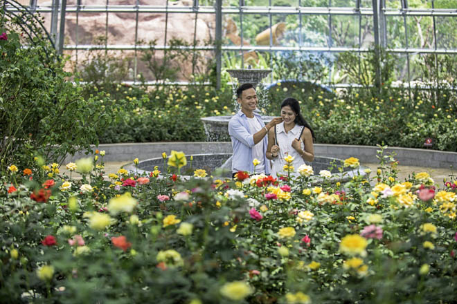 Cận cảnh thánh địa các loài hoa đẹp rực rỡ giữa Nha Trang - 8