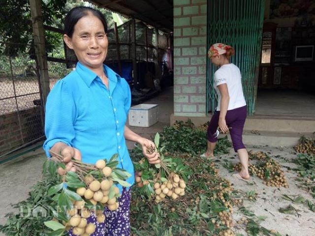 Thị trường - Tiêu dùng - Ghép nhãn chín sớm với giống địa phương, bán 7 tạ đã thu 21 triệu