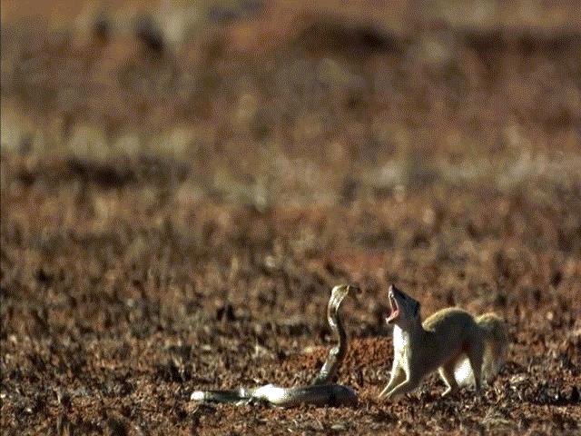 Media - Những "quái vật" cụt đầu vẫn có khả năng ngóc lên tấn công kẻ thù