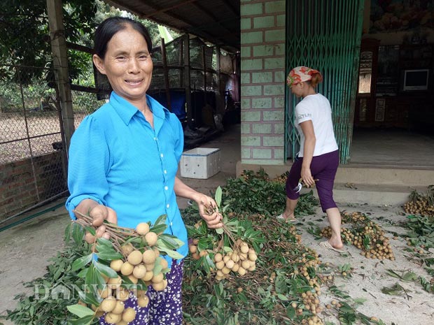 Ghép nhãn chín sớm với giống địa phương, bán 7 tạ đã thu 21 triệu - 2
