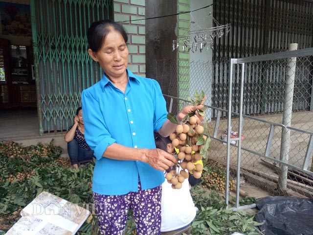Ghép nhãn chín sớm với giống địa phương, bán 7 tạ đã thu 21 triệu - 5