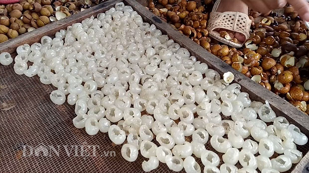 Ghép nhãn chín sớm với giống địa phương, bán 7 tạ đã thu 21 triệu - 7