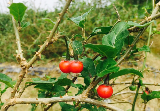 Vùng trồng Cà gai leo lớn nhất Việt Nam chính thức đạt chuẩn dược liệu sạch GACP-WHO - 1