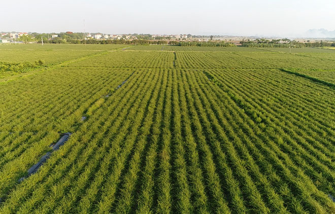 Vùng trồng Cà gai leo lớn nhất Việt Nam chính thức đạt chuẩn dược liệu sạch GACP-WHO - 4