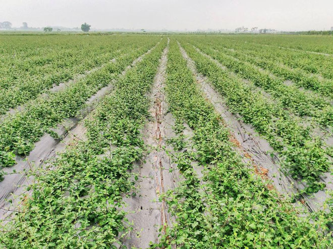 Vùng trồng Cà gai leo lớn nhất Việt Nam chính thức đạt chuẩn dược liệu sạch GACP-WHO - 3