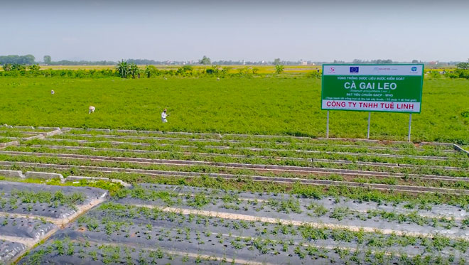 Vùng trồng Cà gai leo lớn nhất Việt Nam chính thức đạt chuẩn dược liệu sạch GACP-WHO - 2