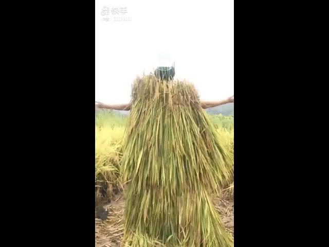 Video Clip Cười - Đi gặt lúa cũng phải có thần thái... ngọc hoàng