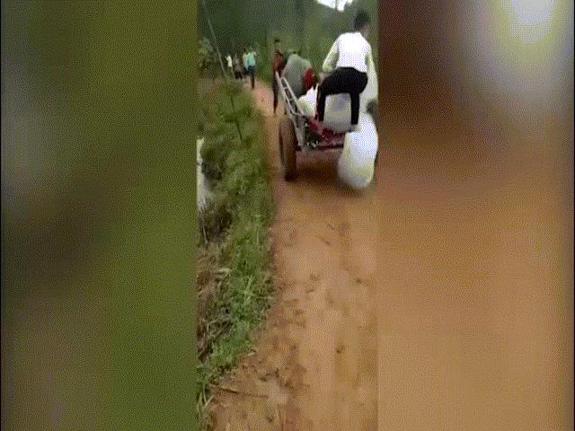 Bạn trẻ - Cuộc sống - Cô dâu chú rể khốn đốn rước dâu bằng xe trâu ở Nghệ An