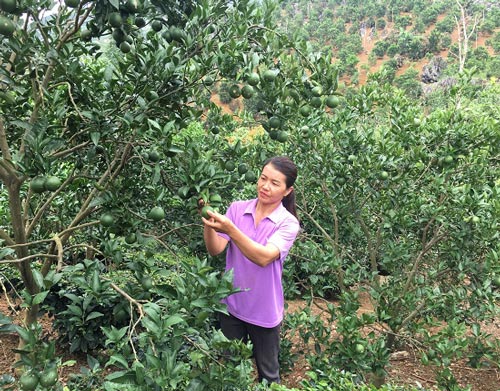 Vườn cam Vinh 2.000 gốc trên đất dốc, trái trĩu cành, lãi 300 triệu/năm - 1