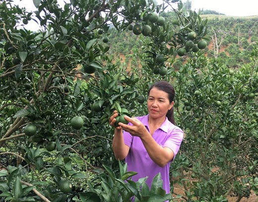 Vườn cam Vinh 2.000 gốc trên đất dốc, trái trĩu cành, lãi 300 triệu/năm - 2
