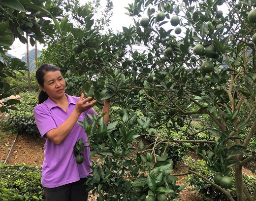 Vườn cam Vinh 2.000 gốc trên đất dốc, trái trĩu cành, lãi 300 triệu/năm - 3