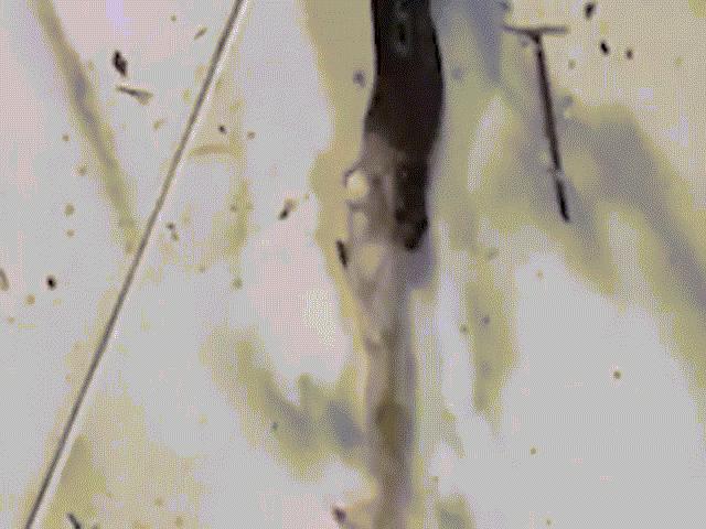 Phi thường - kỳ quặc - Rắn hổ mang "dở hơi" nôn ra một đống túi ni lông