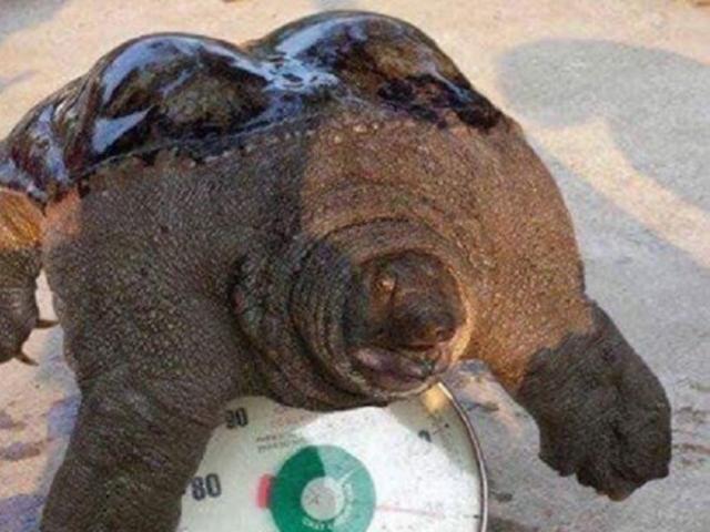 Tin tức trong ngày - Kỳ lạ: Ba ba khủng có mai hình "núi đôi" xuất hiện trên vùng núi đá Mèo Vạc