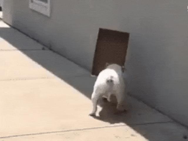 Tranh vui - Bắt gặp những chú chó "ngáo ngơ" nhất hành tinh