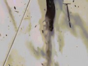 Phi thường - kỳ quặc - Rắn hổ mang &quot;dở hơi&quot; nôn ra một đống túi ni lông