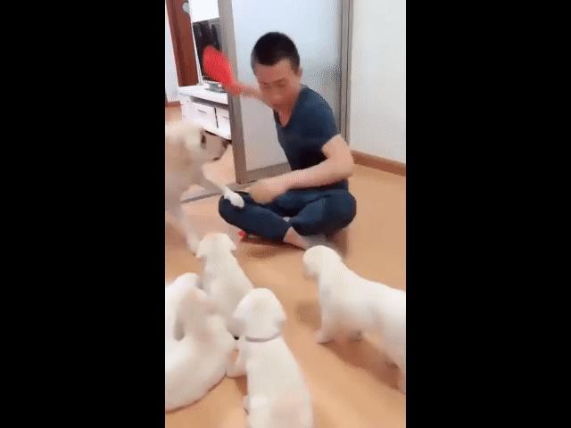 Video Clip Cười - "Ông nói gì tôi cũng nghe, miễn đừng đánh con tôi nhé!"