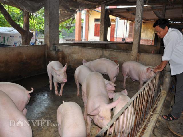 Thị trường - Tiêu dùng - Lợn hơi liên tục tăng giá, các "đại gia" lãi bao nhiêu?